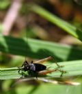 Trigonidium cicindeloides